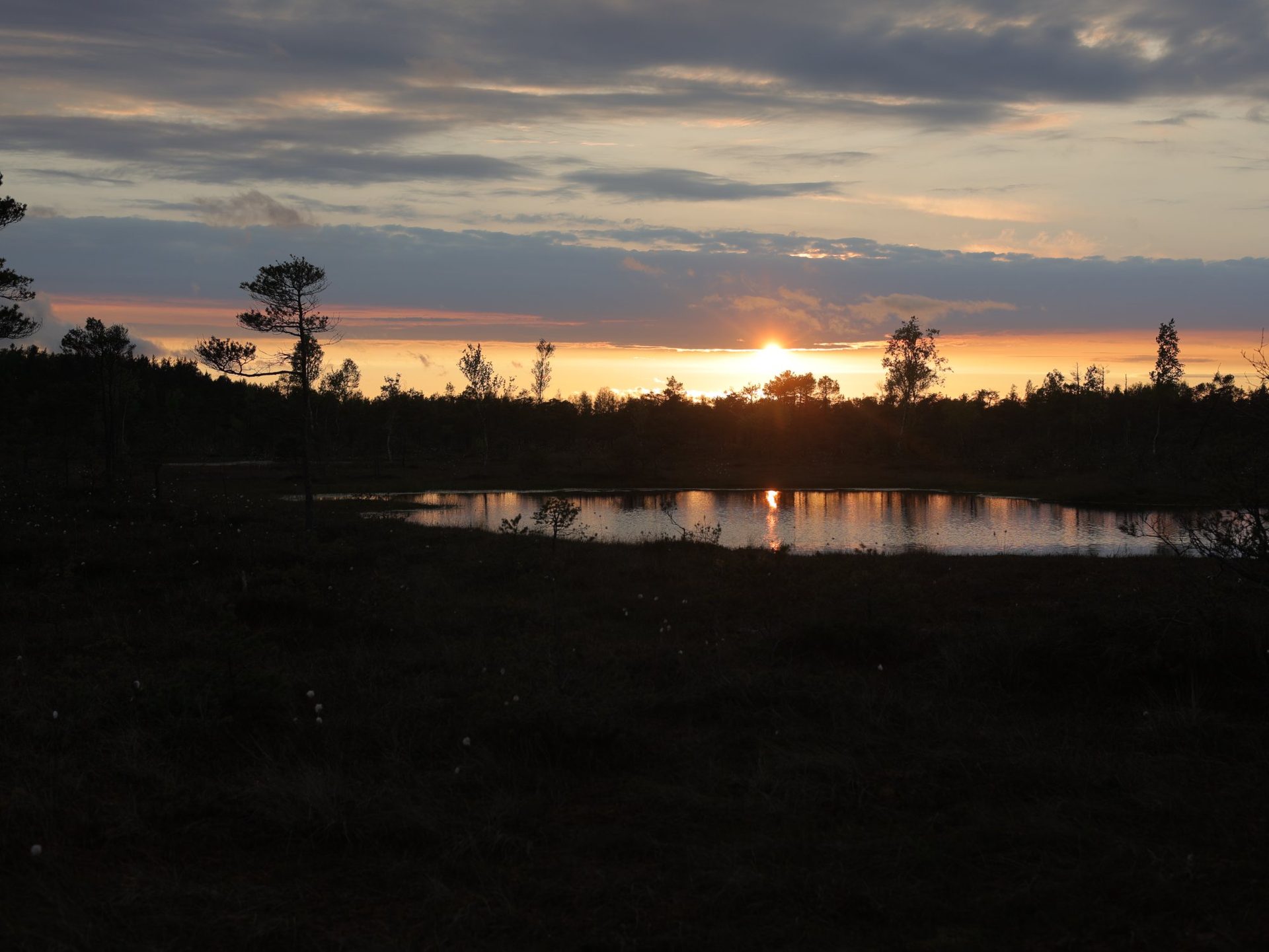 Abendrot über den Zwergkiefern des Ķemeri-Hochmoors