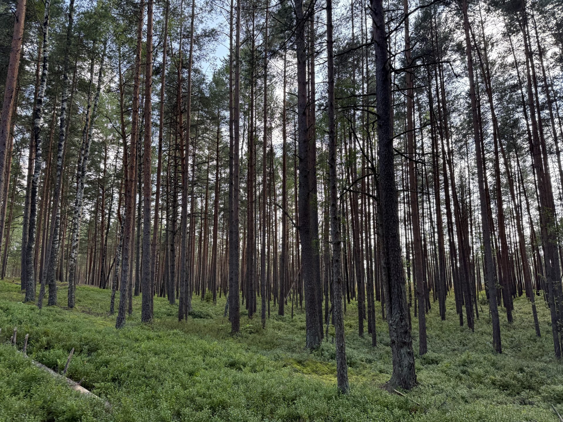 Schlanke Kiefernstämme im Ķemeri-Wald im flachen Morgenlicht