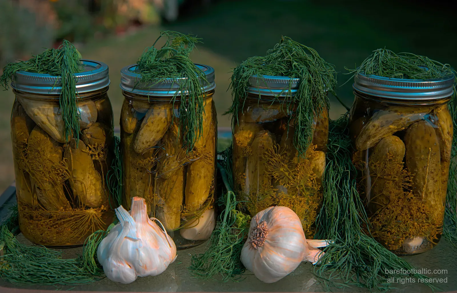 Vier Einmachgläser mit dill-eingelegten Gurken, frischem Dill und Knoblauch